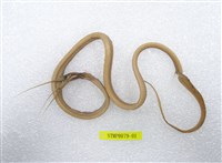 藏品(線鰻)的圖片